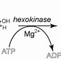 Glycogen Được Tổng Hợp Từ